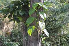 Rhaphidophora glauca